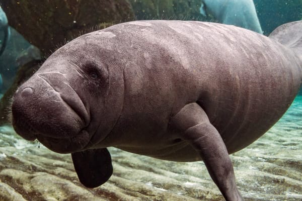 Manatíes luchan por sobrevivir en la Ciénaga de Paredes de Puerto Wilches