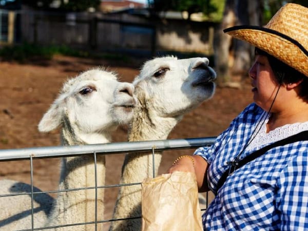 Alarma en Idaho: Gripe aviar altamente patógena ataca por primera vez a alpacas