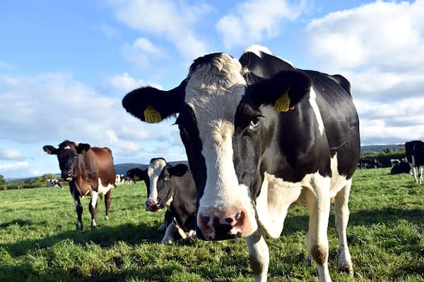 Gripe aviar llega a vacas, OMS insta a la vigilancia global