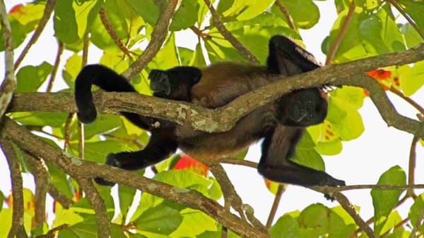Monos Aulladores caen muertos de los arboles debido al extremo calor que hace en México