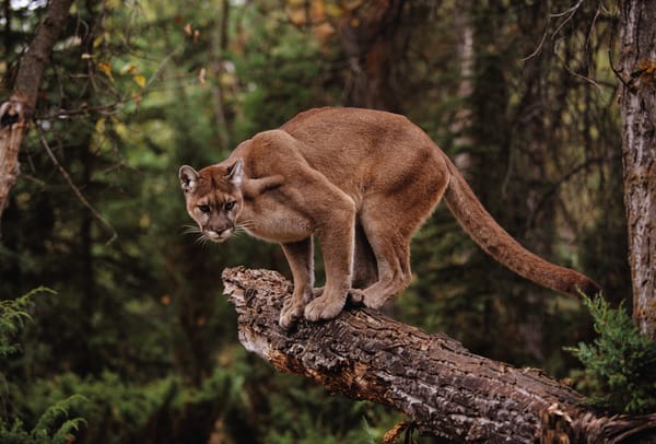 Salvaje ataque a un puma en Magdalena despierta la indignación de la comunidad