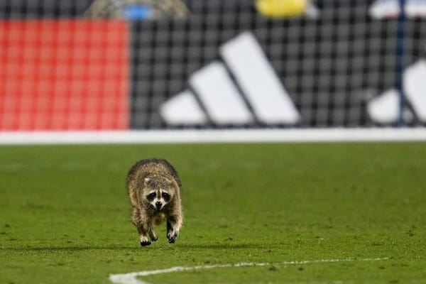 Mapache interrumpe partido entre el Philadelphia Union y NYCFC al invadir el campo de fútbol