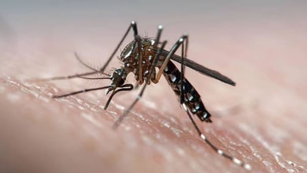 Autoridades de San Gil luchan contra criaderos de dengue en casas