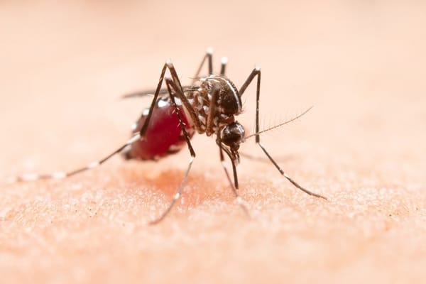 Preocupación en Lebrija por aumento de casos de dengue