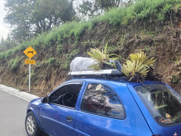 Arrestan a hombre por talar frailejones en parque natural