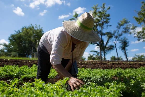 Floridablanca capacitará productores agrícolas para el comercio electrónico
