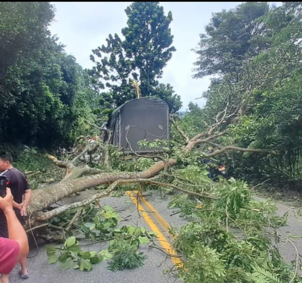 Árbol caído colapsó movilidad entre Bucaramanga y San Gil