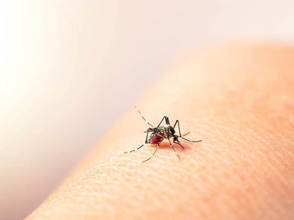 Se dispararon los casos de dengue en Girón y más de la mitad son niños