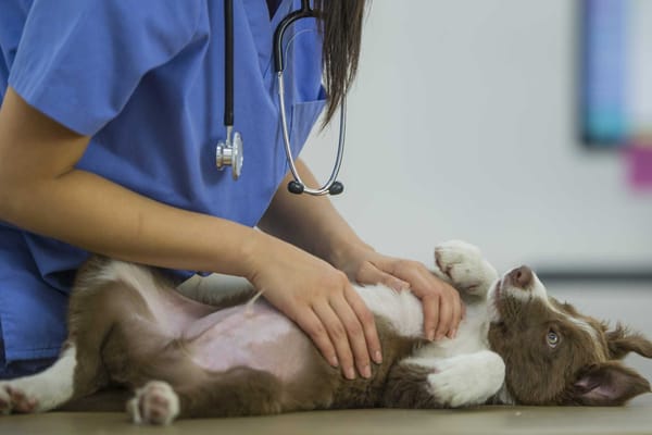 "Cuidado Animal" brinda asesoramiento veterinario en formato televisivo
