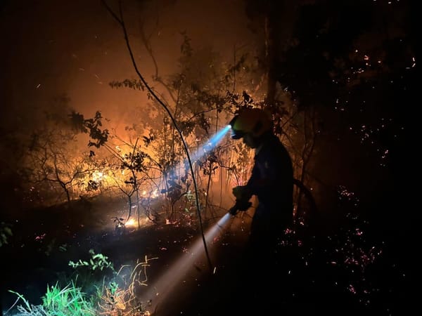 Incendio afecta 25 hectáreas de vegetación en Betulia