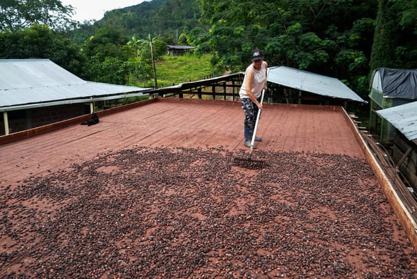Millonaria inversión fortalece producción de cacao en El Carmen de Chucurí