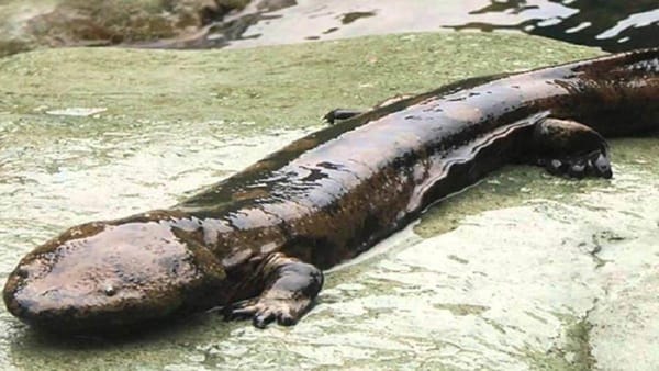 Hallan fósiles de Gaiasia jennyae, una bestia acuática con colmillos afilados