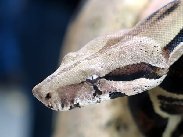 Intervención especializada salvó a boa constrictor en la carretera Socorro - San Gil