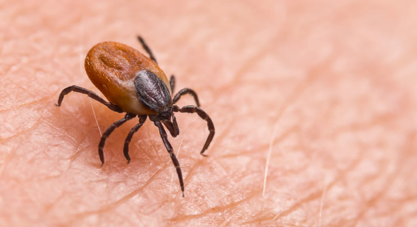 La amenaza silenciosa: Cómo las garrapatas afectan a humanos y animales