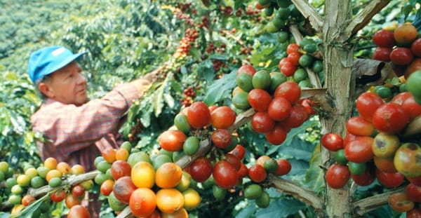 Santander lanza el Plan Cosecha Segura para proteger la temporada cafetera