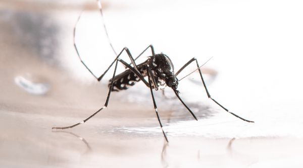 Piedecuesta entrega 1.500 kits de limpieza para combatir el dengue en zonas críticas