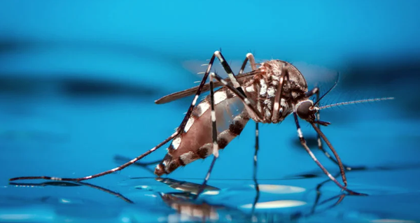 Crecen los casos de dengue en barrios de Floridablanca