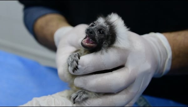 Rescatan a dos monos Tití cabeciblancos mantenidos ilegalmente como mascotas