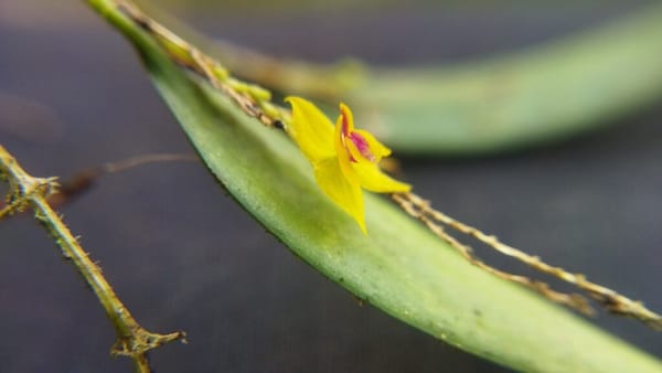 Descubren nueva especie de orquídea en García Rovira