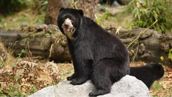 VIDEO. Capturan imágenes de oso andino en reserva natural de Santander