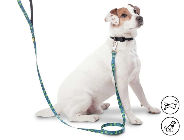 Regalos para mascotas: La nueva tendencia en Amor y Amistad
