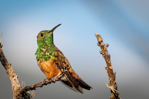 Día Nacional de las Aves: Santander y su invaluable riqueza natural