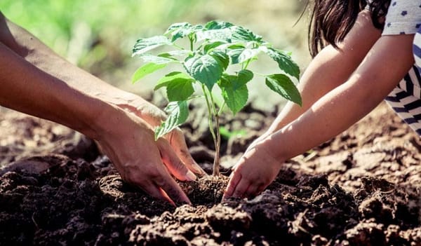 Nuevos viveros para el futuro verde de Santander