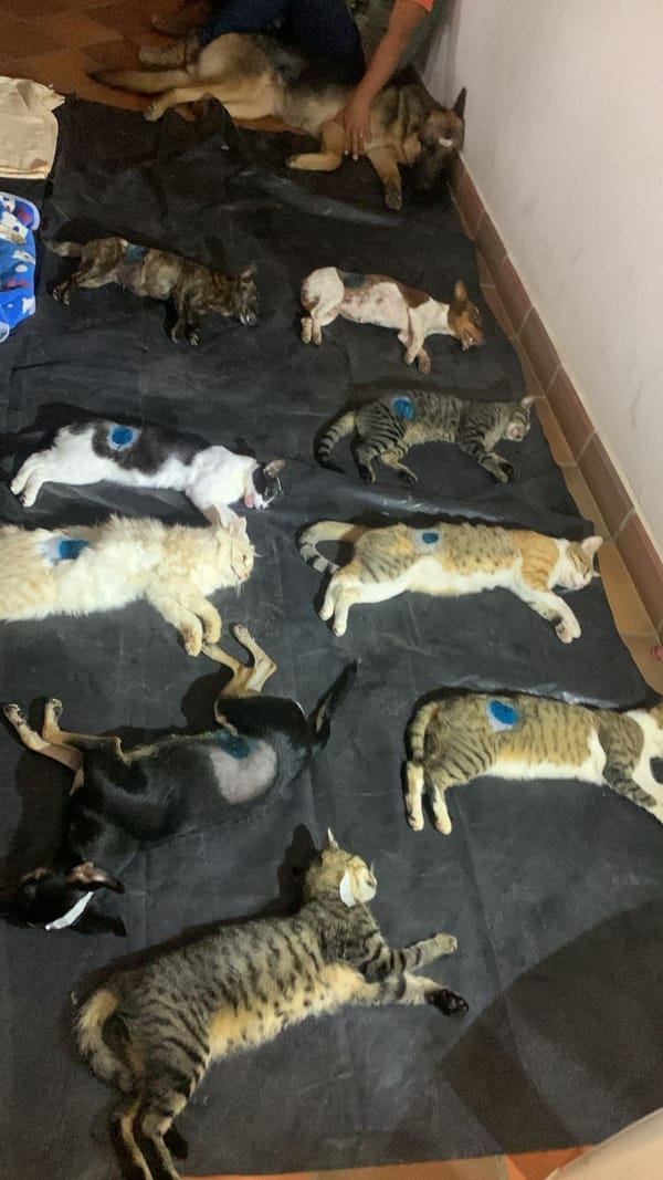 Zapatoca avanza en protección animal  con campaña de esterilización