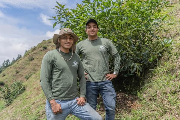 Avovite: Plataforma digital para invertir en aguacate hass