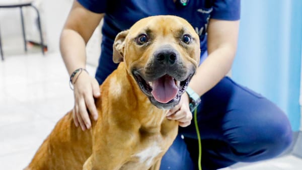 Conan, el perro maltratado en Floridablanca recibe cuidados veterinarios