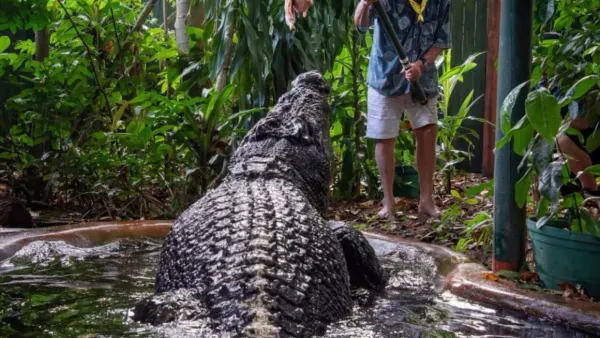 Murió el cocodrilo en cautiverio más grande del mundo