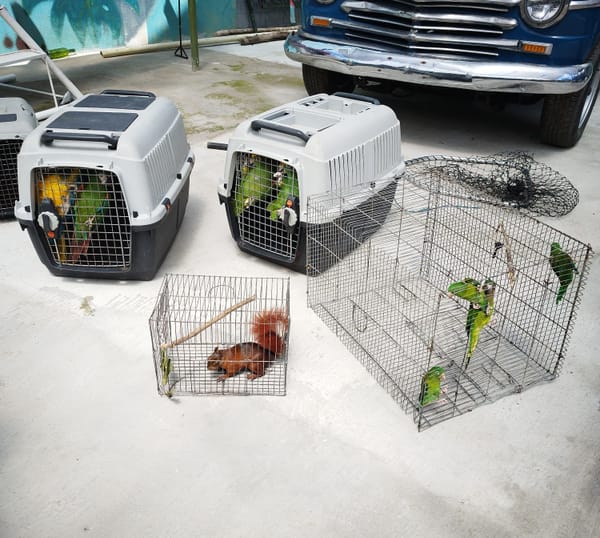 Operativo en Lebrija permitió el rescate de 23 animales silvestres en cautiverio