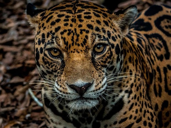 CAS lidera acciones clave para proteger al jaguar en Santander