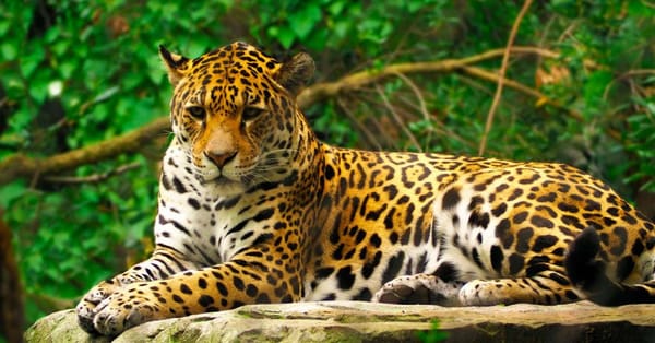 Ganaderos en alerta por ataques de Jaguar en Magdalena Medio