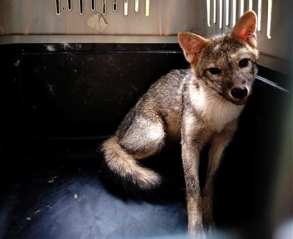 Zorra plateada regresó a su hábitat tras ser rescatada en Bucaramanga