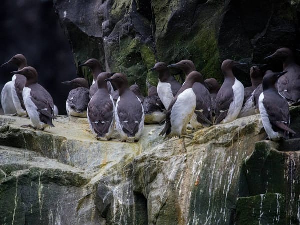 Ola de calor mató millones de aves marinas