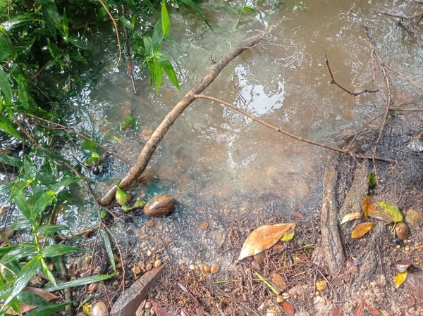 Pescadores de Barrancabermeja denuncian derrame de ACPM en la Ciénaga San Silvestre