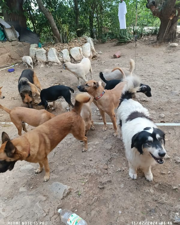 Incendio forestal dejó en crisis a fundación de perritos en Girón