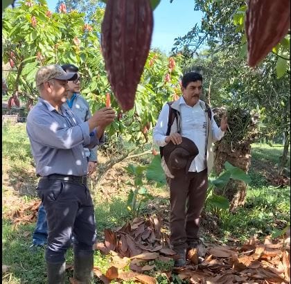 Piedecuesta impulsa la innovación en la producción de cacao con siembra tecnificada