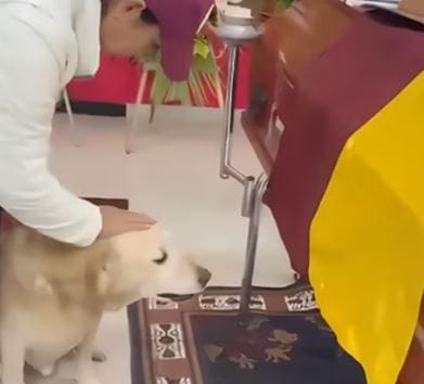 Una despedida conmovedora: el emotivo adiós de un perro a su amo, hincha del Deportes Tolima