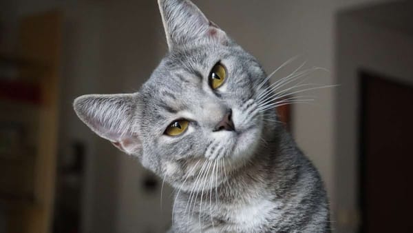 ¿Sabía esto sobre los gatos? Celebre su día con curiosidades y amor