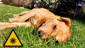 El golpe de calor en perros: una amenaza mortal durante las altas temperaturas