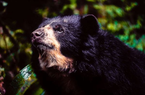 "CuidadOSOS": proyecto que protege al Oso Andino y su hábitat en Santander