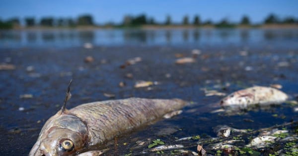 Comunidades alertan sobre muerte masiva de peces en el río Lebrija