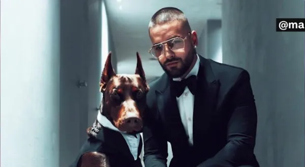 Las exclusivas mascotas de los artistas colombianos: lujo y compañía en sus hogares
