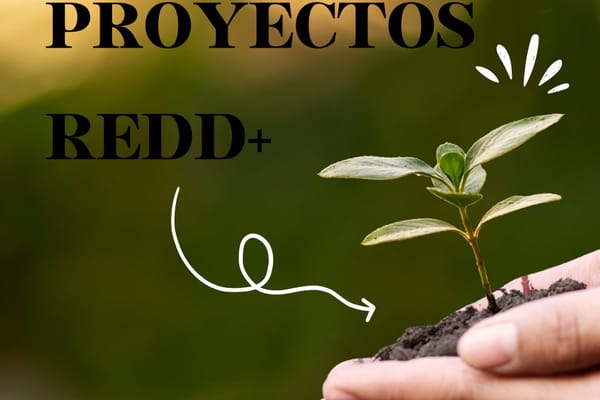 Denuncian graves consecuencias por el mercado de carbono en algunas regiones del país