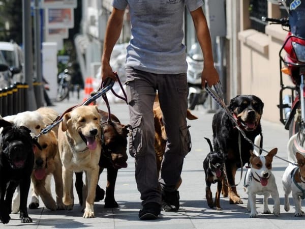 ‘Antimascotas’ baleo a paseador de perros en Bucaramanga