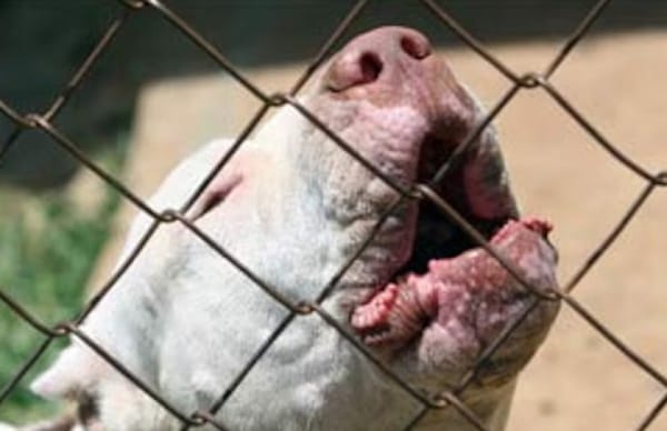 Cachorro pitbull mordió en la cara a un niño de 10 años en Girón