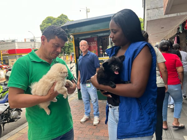 Autoridades en alerta contra venta ilegal de mascotas