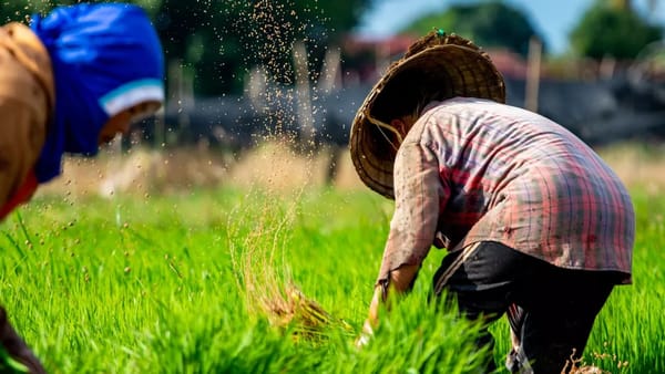 Crisis arrocera estalla en Colombia: productores van a paro indefinido